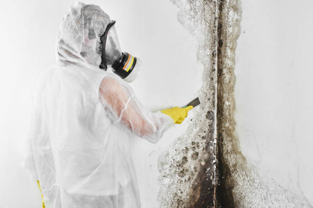 Best Emergency Mold Remediation in Taylor, MI