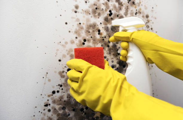 Best Post-Flood Mold Remediation in Taylor, MI