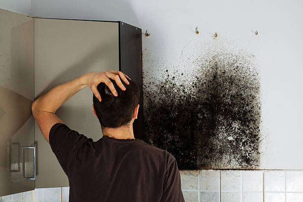 Best Localized Mold Remediation (e.g., coastal areas, humid climates) in Taylor, MI