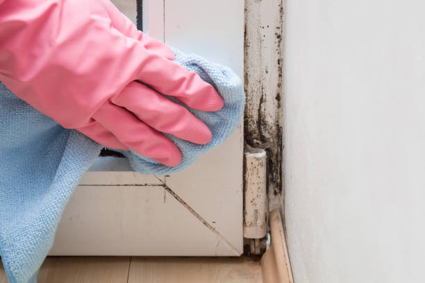 Professional Mold Remediation in Taylor, MI