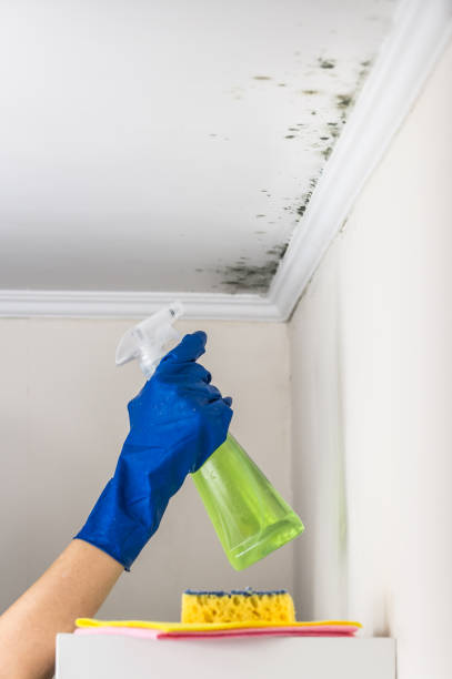 Best Bathroom Mold Remediation in Taylor, MI