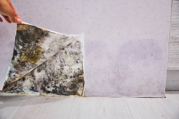 Best Basement Mold Remediation in Taylor, MI